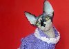 KOCIĘTA Sfinks Sphynx Canadian Warszawa & Sosnowiec Nowy Miot 9sz poszukuję Koty / Kocięta KOCIĘTA Sfinks Sphynx Canadian Warszawa & Sosnowiec Nowy Miot 9sz poszukuję Koty / Kocięta
