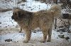 Kaukaz Bubu pies do adopcji Zdjęcie