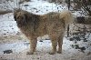 Adoptuj duzego mastifa tybetanskiego-Bubu czeka na dom! poszukuję Psy / Szczeniaki