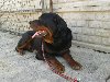 Mlody rottweiler HUZAR szuka nowego domu Zdjęcie