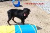 Rottweiler Huzar-musi bardzo szybko znaleźc dom-fajny pies poszukuję Psy / Szczeniaki