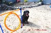 Rottweiler Huzar-musi bardzo szybko znaleźc dom-fajny pies Zdjęcie