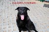 Protuś- wspaniały pies w typie owczarka szuka nowego domu poszukuję Psy / Szczeniaki