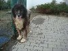 Kochany,młody wspaniały pies KOKOS czeka na dom poszukuję Psy / Szczeniaki