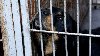 2 rottweilery czekaja na nowy dom Zdjęcie