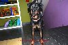 Gryzak-fajny pies, młody rottweiler czeka na dom Zdjęcie