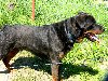 Gryzak-fajny pies, młody rottweiler czeka na dom Zdjęcie