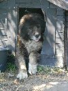 Kokos- piękny,fajny i bardzo przytulaśny pies czeka na dom Zdjęcie