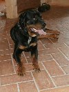 Julek-szukamy domu dla uroczego psa w typie rotttweiler Zdjęcie