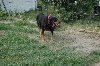 3letnia sunia rottweiler HUNZA-szuka nowego domu Zdjęcie