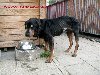 Bafi- zrównoważony,kochany pies czeka na dom Zdjęcie