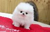 Filizanka Pomeranian szczenieta na sprzedaz Zdjęcie