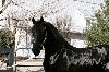Koń fryzyjski, piękna klacz poszukuję Pozostałe Zwierzaki