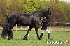 Koń fryzyjski, piękna klacz Zdjęcie