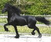 Koń fryzyjski, piękna klacz Zdjęcie