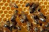 Zamówienia na odkłady pszczele na 2016 rok Zdjęcie
