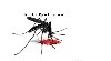 ODKOMARZANIE - zwalczanie komarów meszek kleszczy Zdjęcie