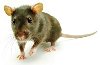 KRISOFF zwalczanie szczurów , odszczurzanie tepienie likwidacja poszukuję Pozostałe / Inne