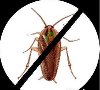 KRISOFF Zwalczanie karaluchów Zdjęcie